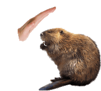 Gif castor
